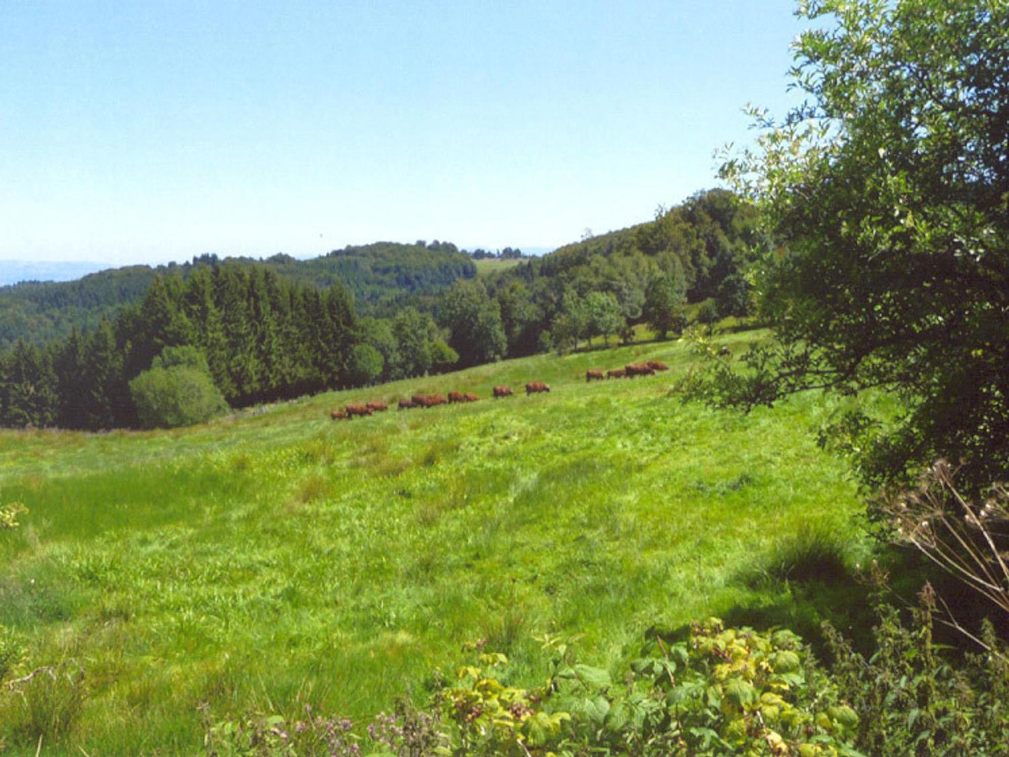 Charmant Gite Avec Terrasse, Cheminee Et Jardin, A Proximite Des Bois, Animaux Acceptes - Fr-1-496-205 Saint-Jean-Soleymieux Kültér fotó